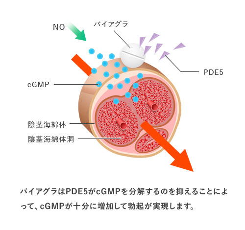 バイアグラの効果